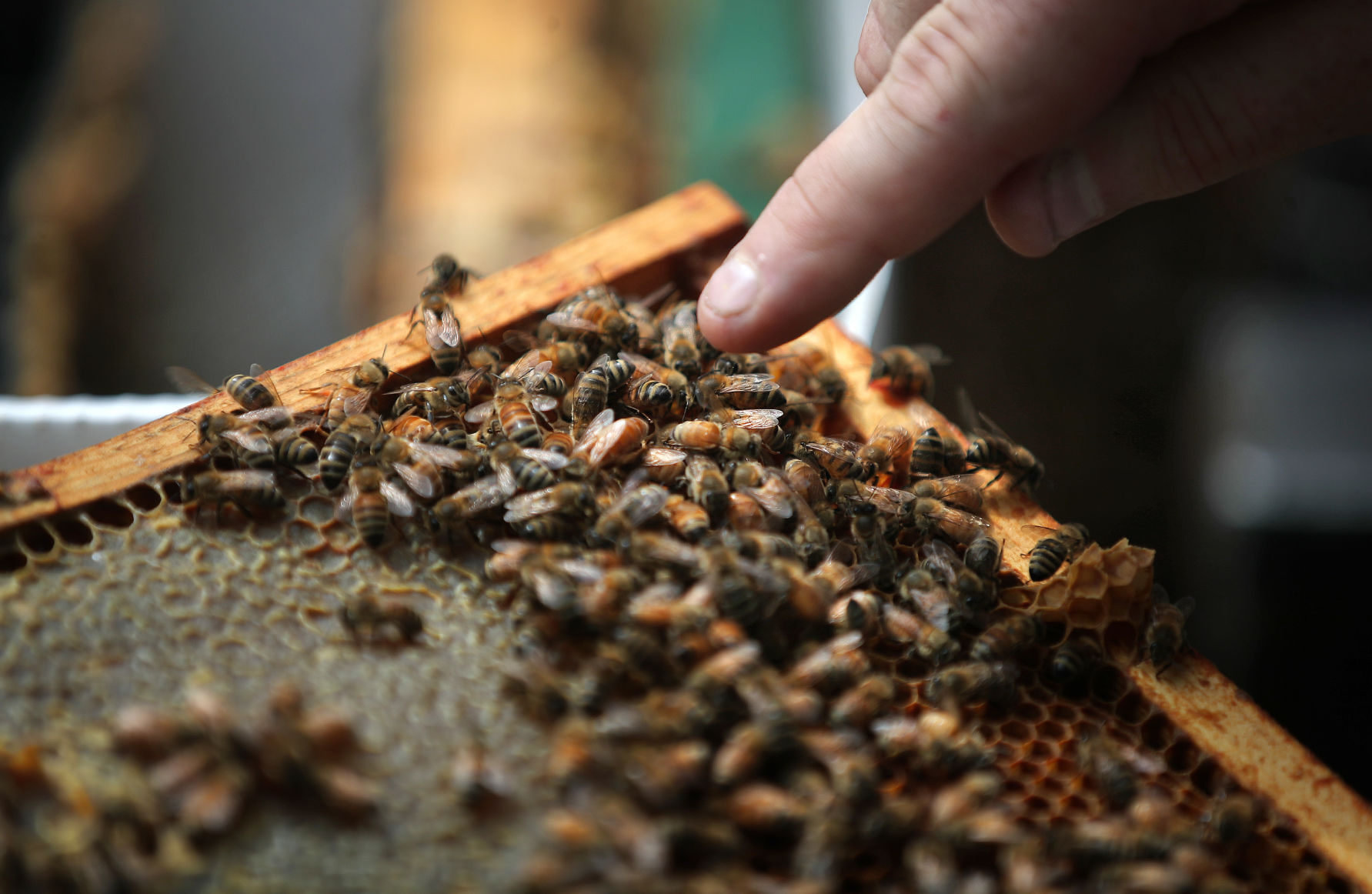 JVG_210701_BEES02